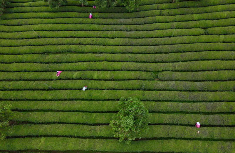 浮梁茶何以香飘千年